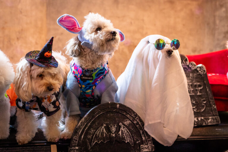 Howl-O-Ween